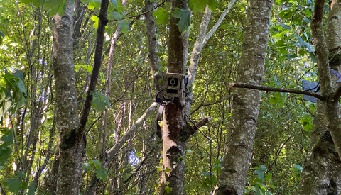 Camovue Talon Pro Field Review: A Trail Camera That Could Actually Work in the Irish Landscape